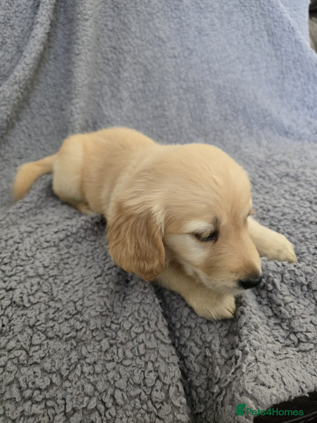 Golden Retriever dogs for sale: Kc Golden Retriever puppies for sale  - Image 10