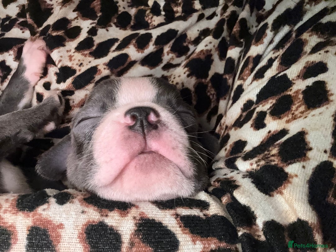 Boston Terrier dogs for sale: Exceptional Blue Boston Terrier Puppies 💙🐾 - Image 16