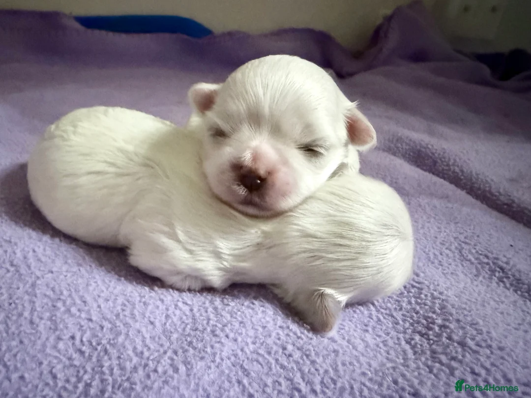 Maltese dogs for sale: Exceptional quality KC reg tiny Maltese  - Advert 14