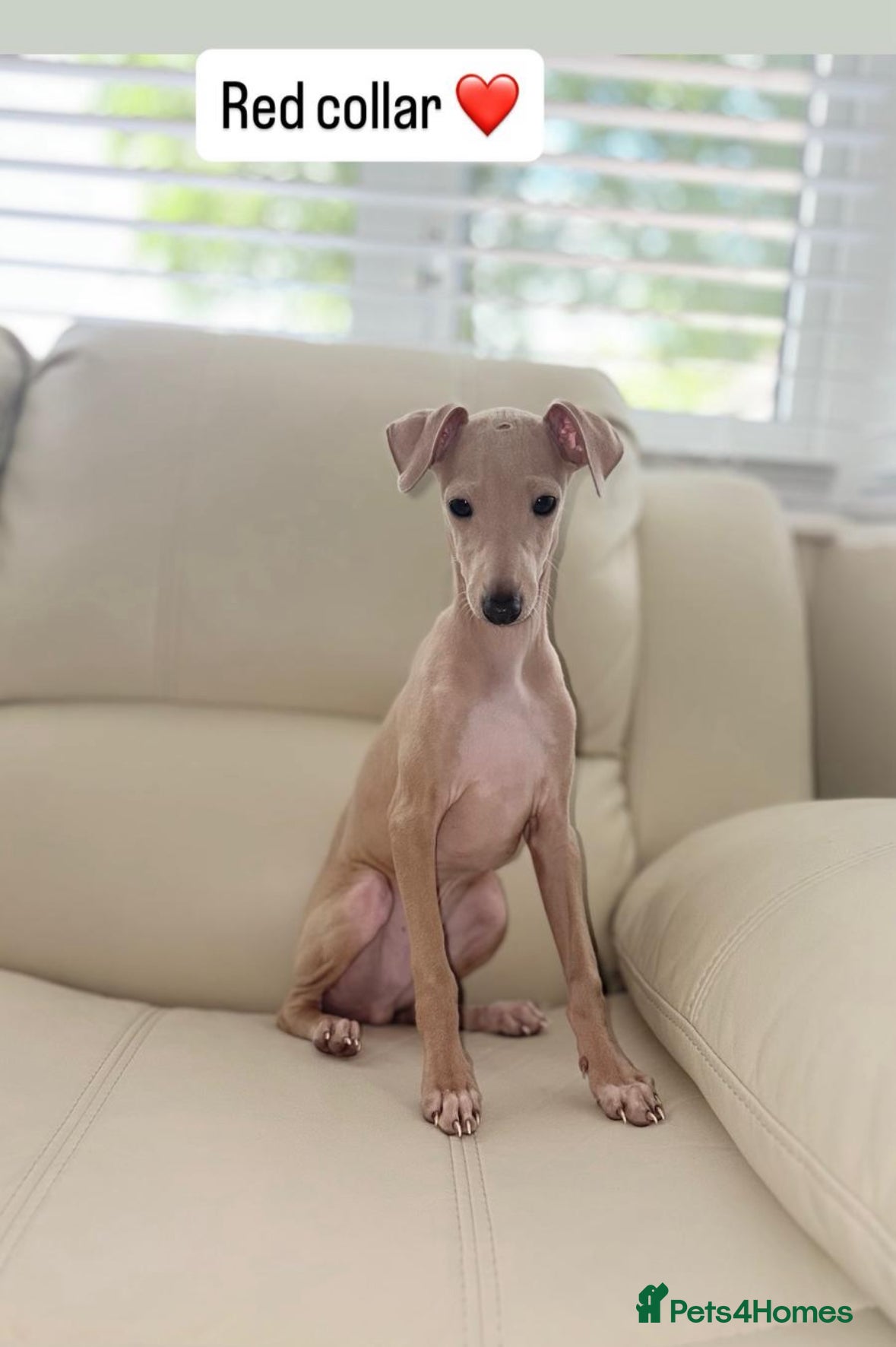 Italian Greyhound dogs Last kc reg boy looking for forever homes   - Advert 5