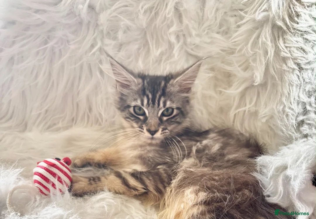Maine Coon cats for sale: Maine coon kittens fluffy cuddly kittens - Advert 2