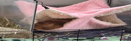 Guinea Pig rodents for sale: LOOKING FOR A LOVING FOREVER HOME  - Advert 4