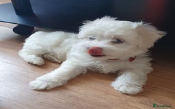 Maltese dogs for sale: Bichonul Maltese - Image 9