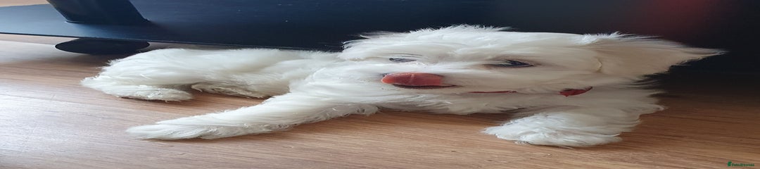 Maltese Puppy 3