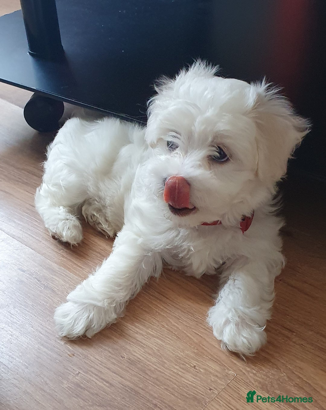 Maltese dogs for sale: Bichonul Maltese - Image 9