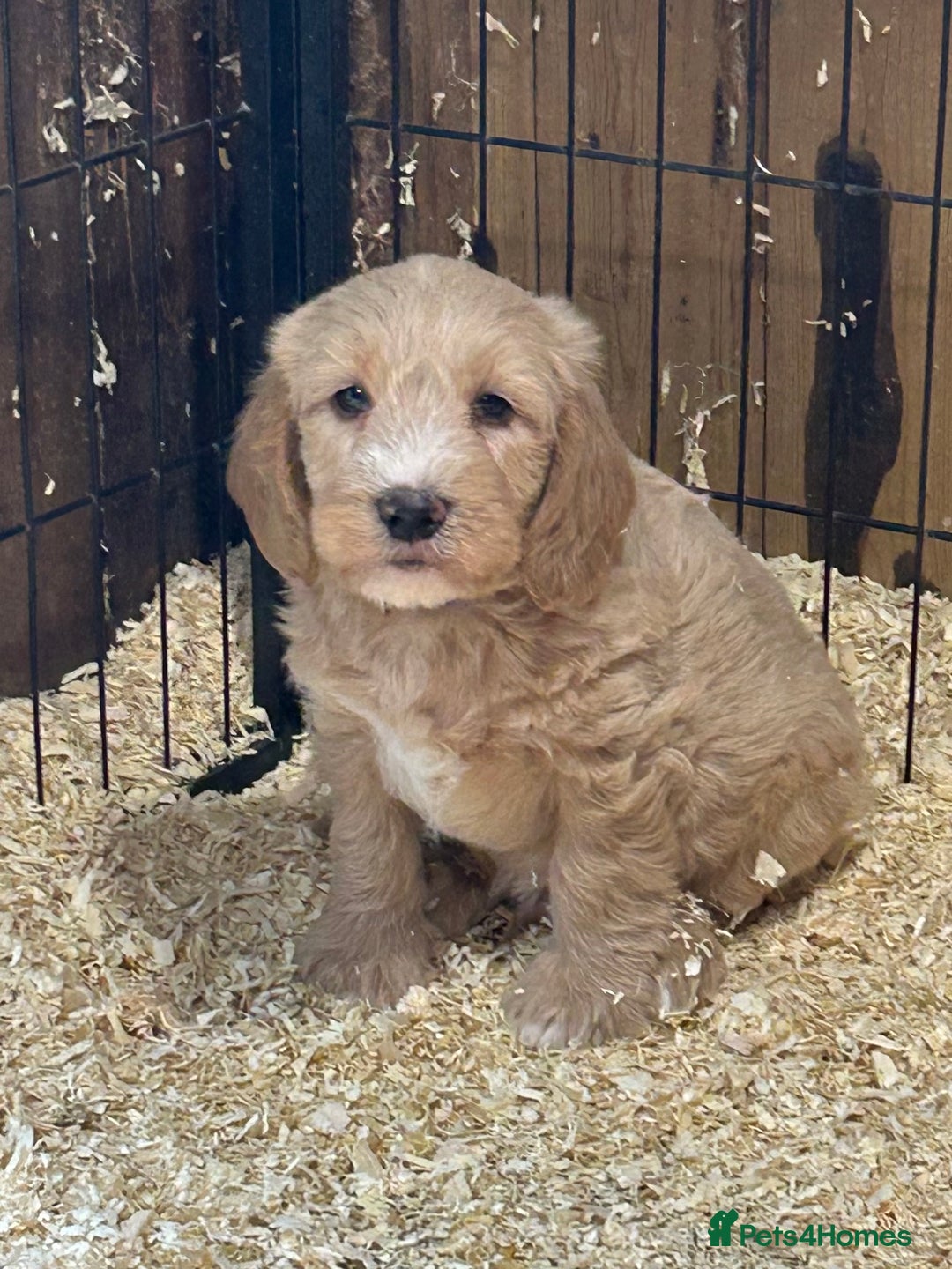 Labradoodle dogs for sale: Miniature Labradoodle Puppies ready 22/11/25 - Advert 7