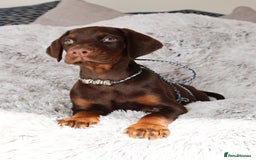 Dobermann dogs for sale: International Champion Pedigree -Cezarblue Kennel - Image 23