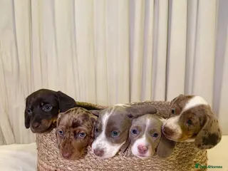 Miniature Dachshund dogs KC Registered MiniatureDachshund, best bloodlines - Advert 2