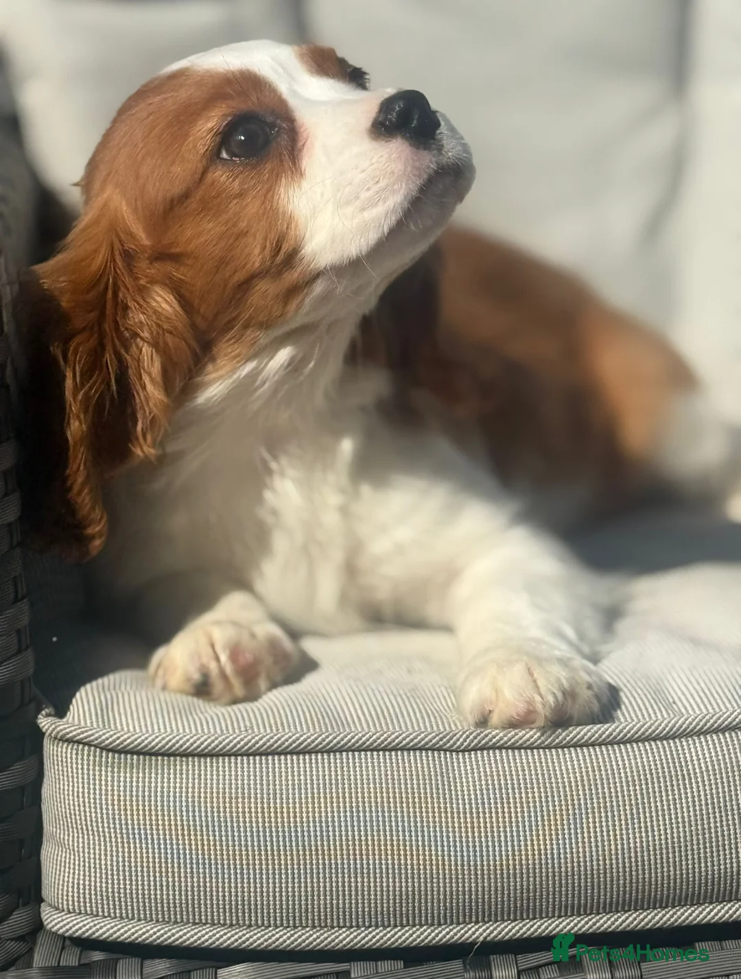 Cavalier King Charles Spaniel dogs for sale: Cavalier King Charles spaniel puppies READY NOW! in Uttoxeter - Advert 14
