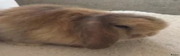 Mini Lop rabbits for sale: Mini lop chocolate harlie in Lichfield - Advert 5