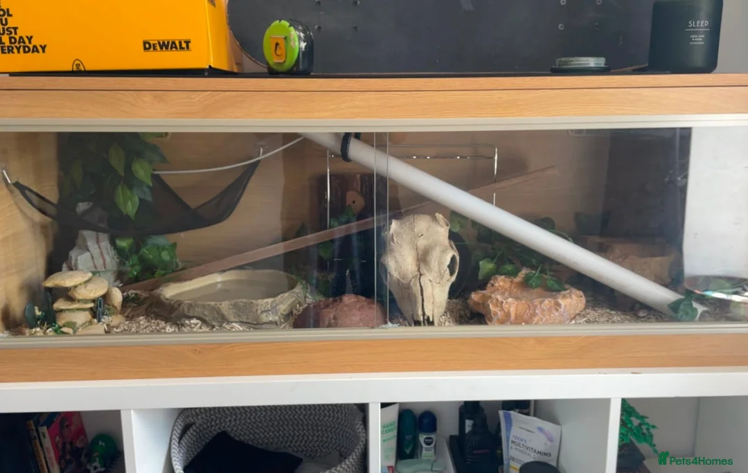 Corn Snake reptiles for sale: Corn snake with full set up in Eastbourne - Advert 5