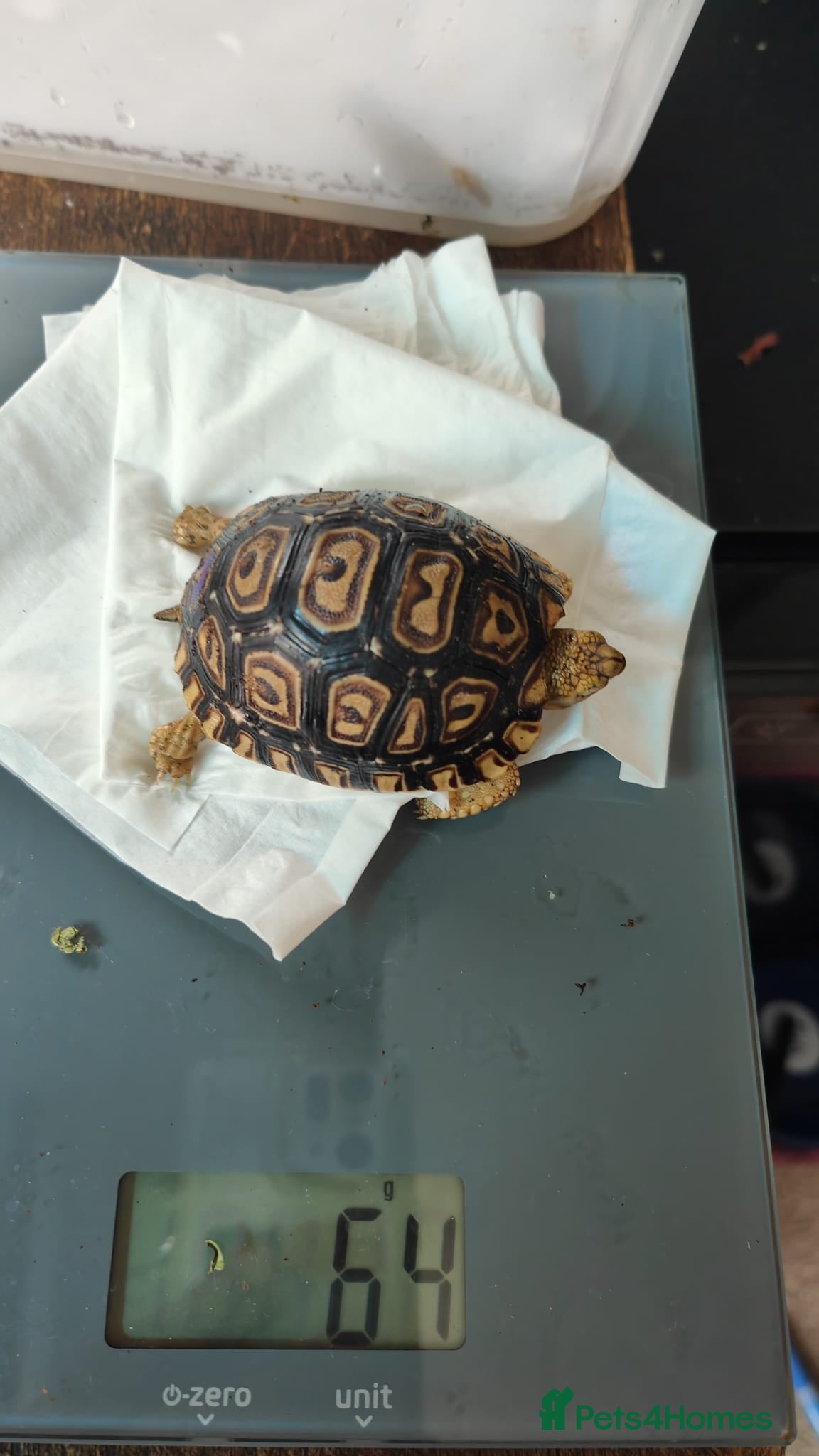 Tortoise reptiles Leopard spotted tortoises - Advert 1