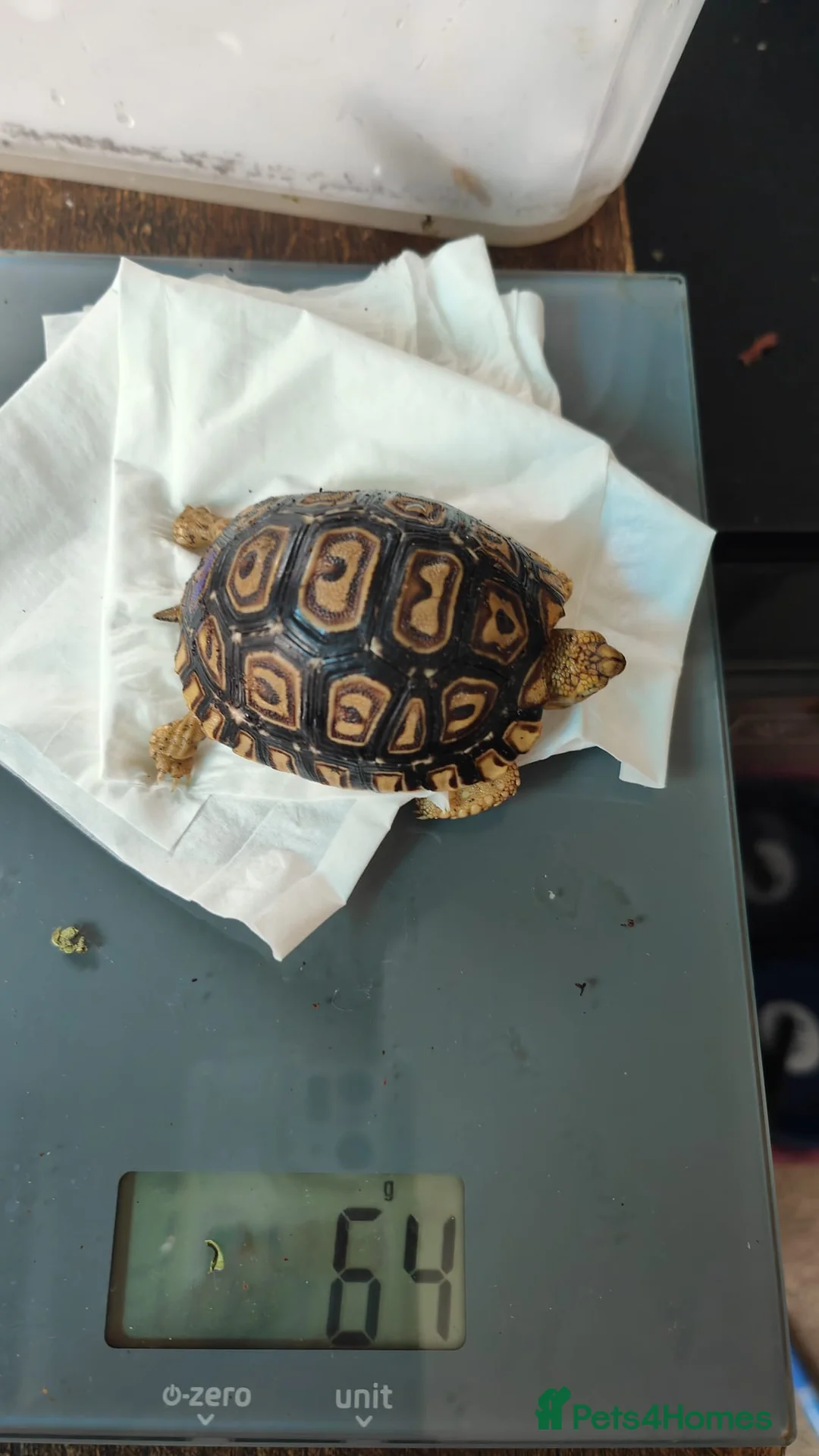 Tortoise reptiles for sale: Leopard spotted tortoises - Advert 1