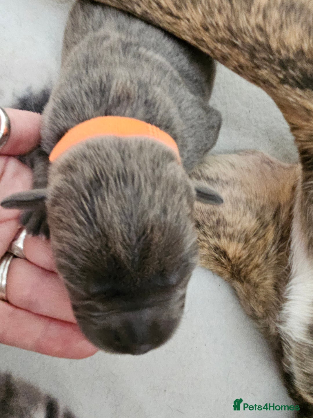 Mixed Breed dogs for sale: 8 Puppies - 3/4 blue staff 1/4 whipit  in Cradley Heath - Image 18