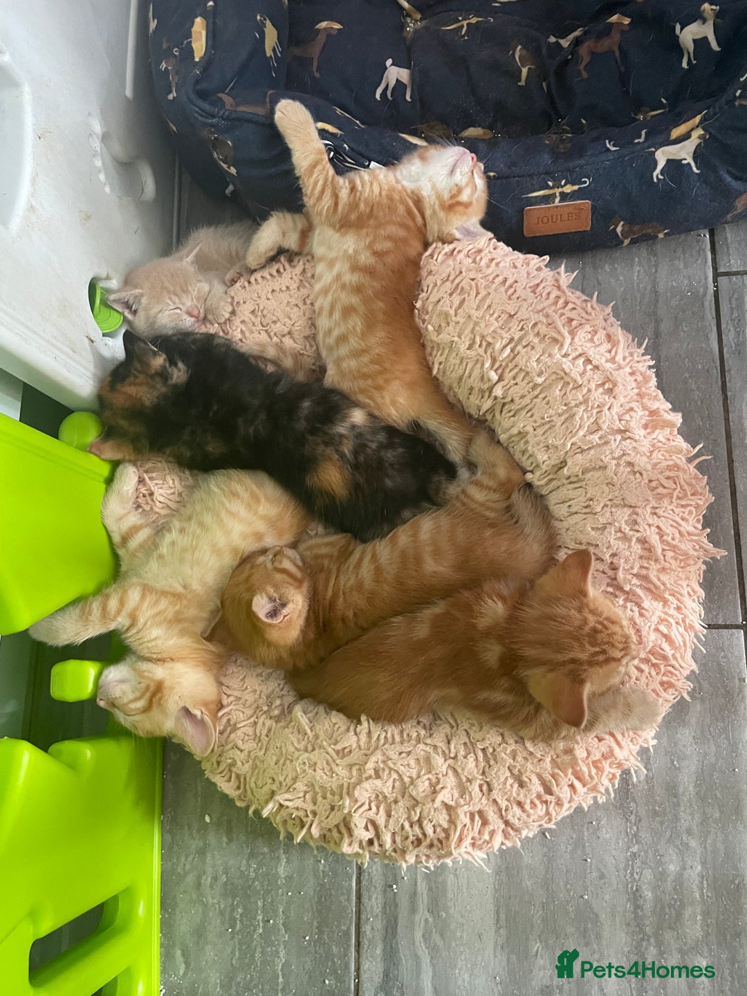 Mixed Breed cats for sale: Part Mainecoon Ginger Litter - Image 18