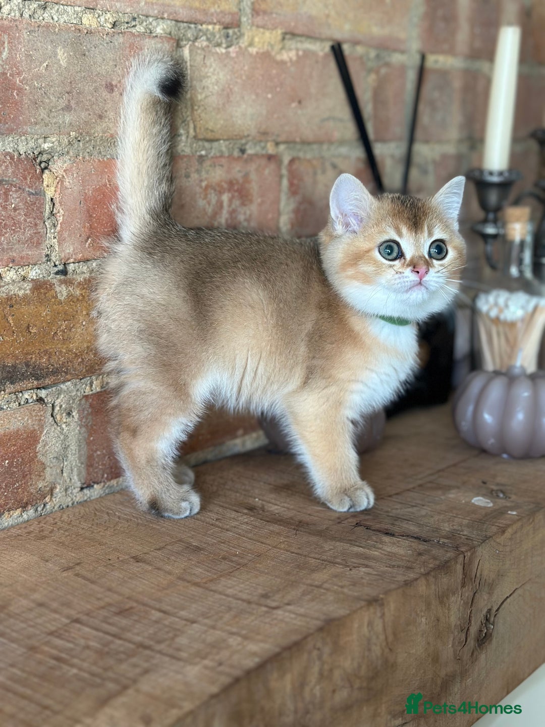 British Shorthair cats for sale: ‼️READY NOW‼️ 2 kittens left  - Advert 30