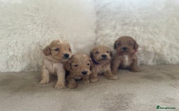 Cockapoo dogs for sale:  f1 cockapoos waiting list open now taking deposit - Image 2