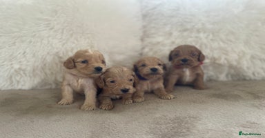 Cockapoo dogs - Advert 12