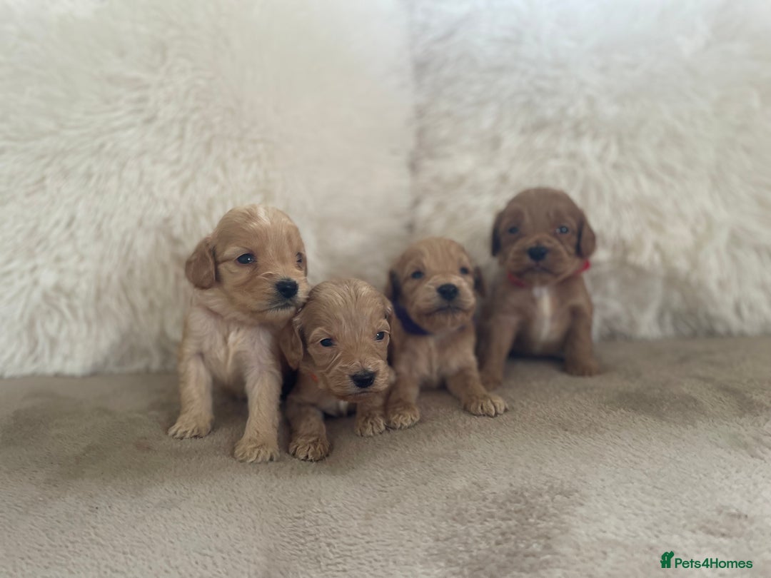 Cockapoo dogs for sale:  f1 cockapoos waiting list open now taking deposit - Image 2
