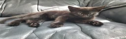 Mixed Breed cats for sale: 7 adorable kittens ready for a new home - Advert 28