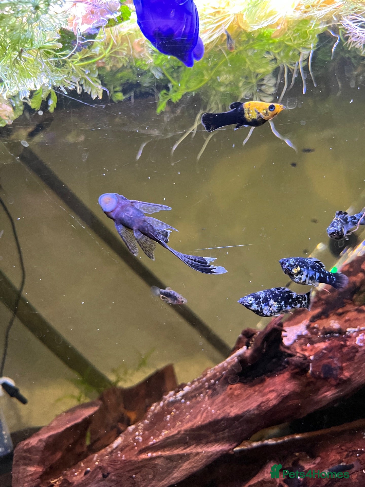 Plecos fish LONGFIN Brown Bristlenose - Advert 1