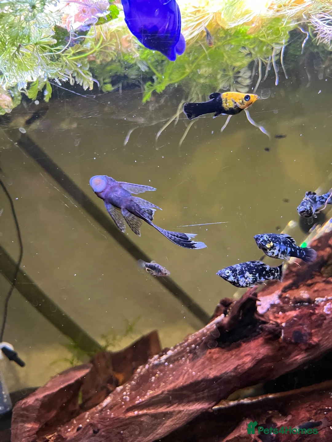 Plecos fish for sale: LONGFIN Brown Bristlenose - Advert 1