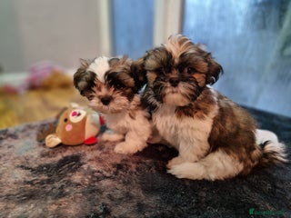 Shih Tzu dogs Only 2 left Shih-tzu boys looking for forever home - Advert 4