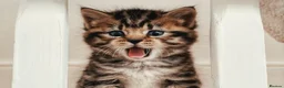 Mixed Breed cats for sale: Seven Tabbies from our Lucky Black Cat - Advert 1