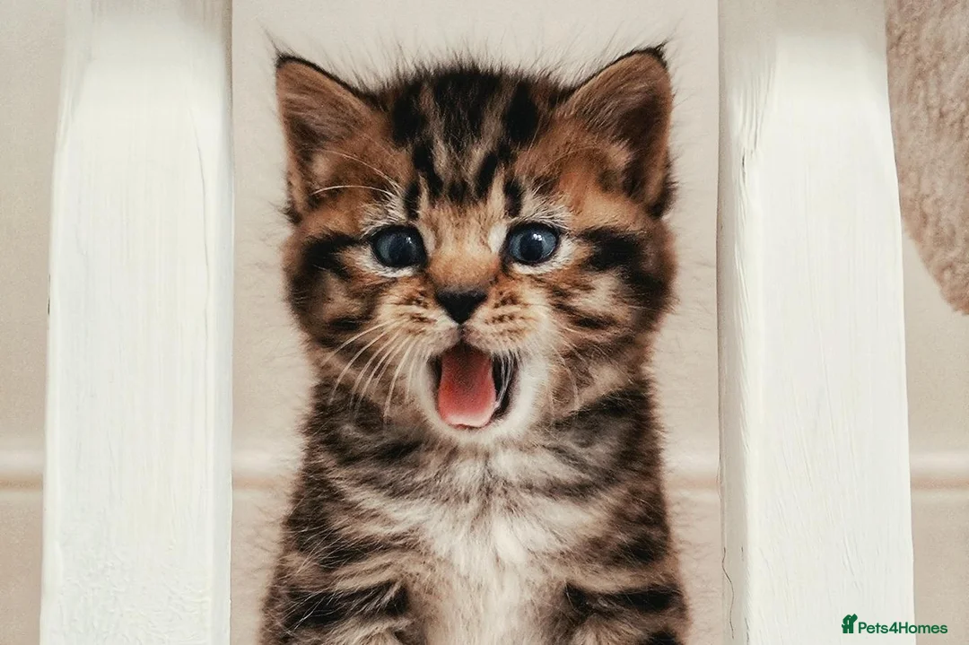 Mixed Breed cats for sale: Seven Tabbies from our Lucky Black Cat - Advert 1
