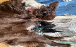Border Collie dogs for sale: Border collies  - Image 20