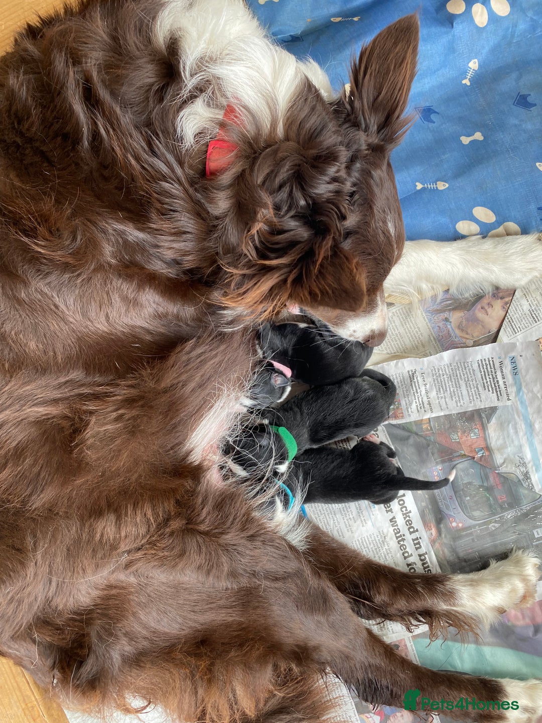 Border Collie dogs for sale: Border collies  - Image 20