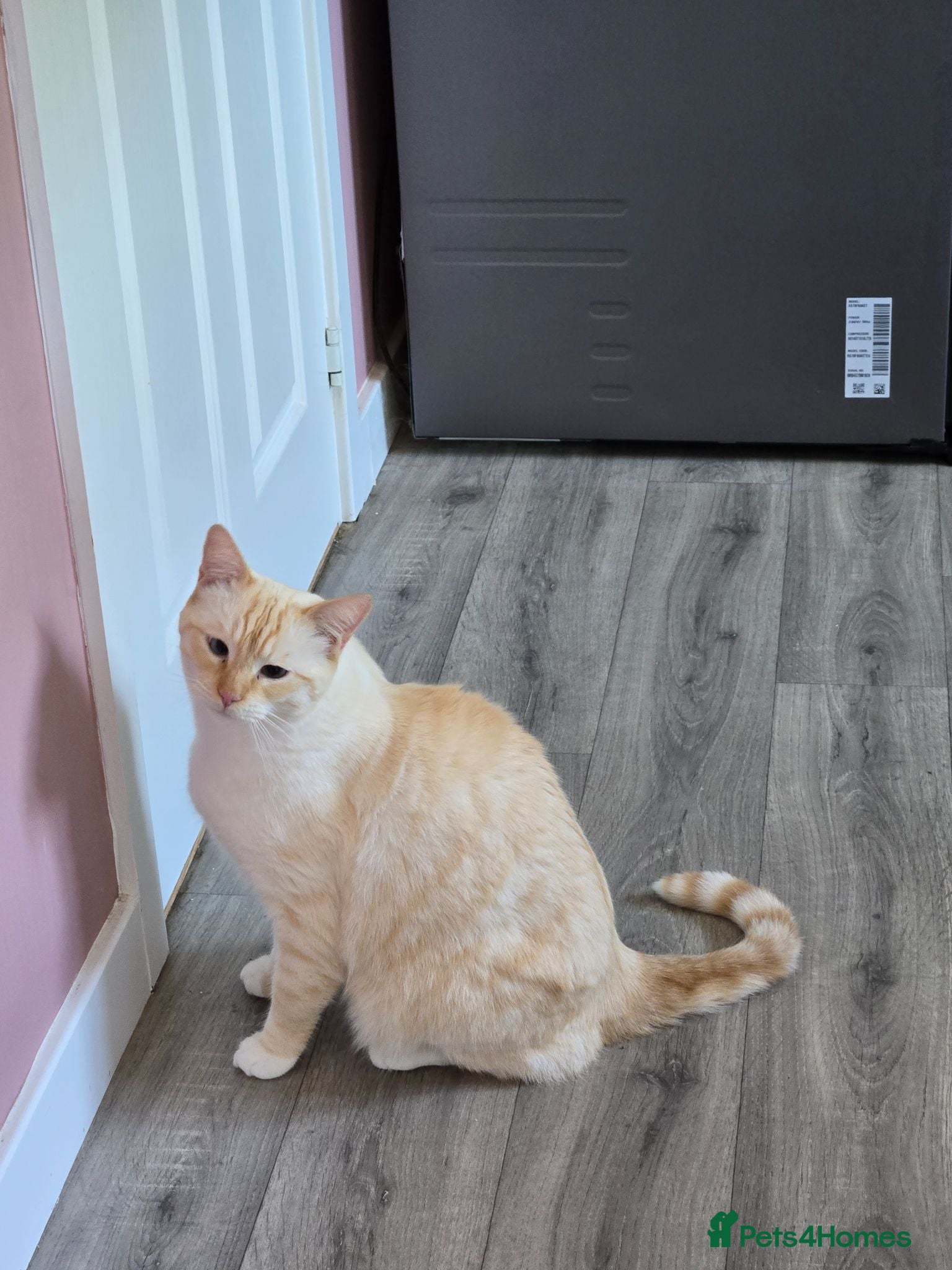 British Shorthair cats Red Point British Shorthair Cat  - Advert 5