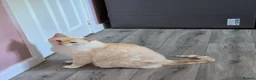 British Shorthair cats for sale: Red Point British Shorthair Cat  - Advert 1