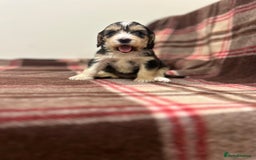 Cockapoo dogs for sale: stunning toy cockapoo  - Advert 2