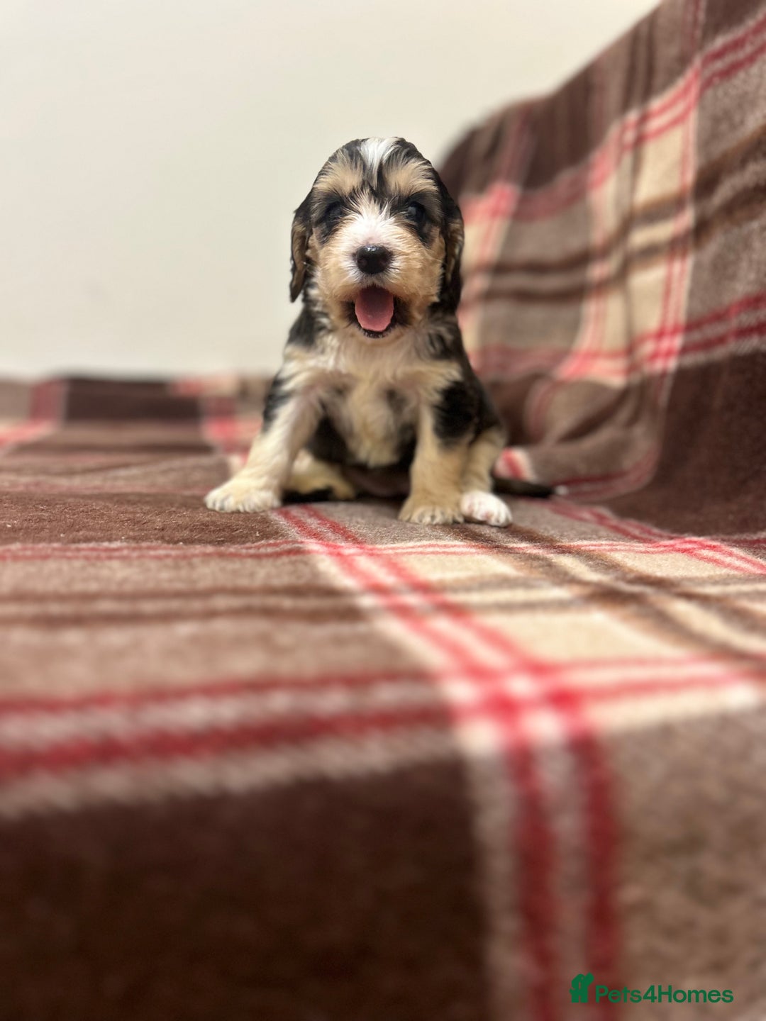 Cockapoo dogs for sale: stunning toy cockapoo  - Advert 2