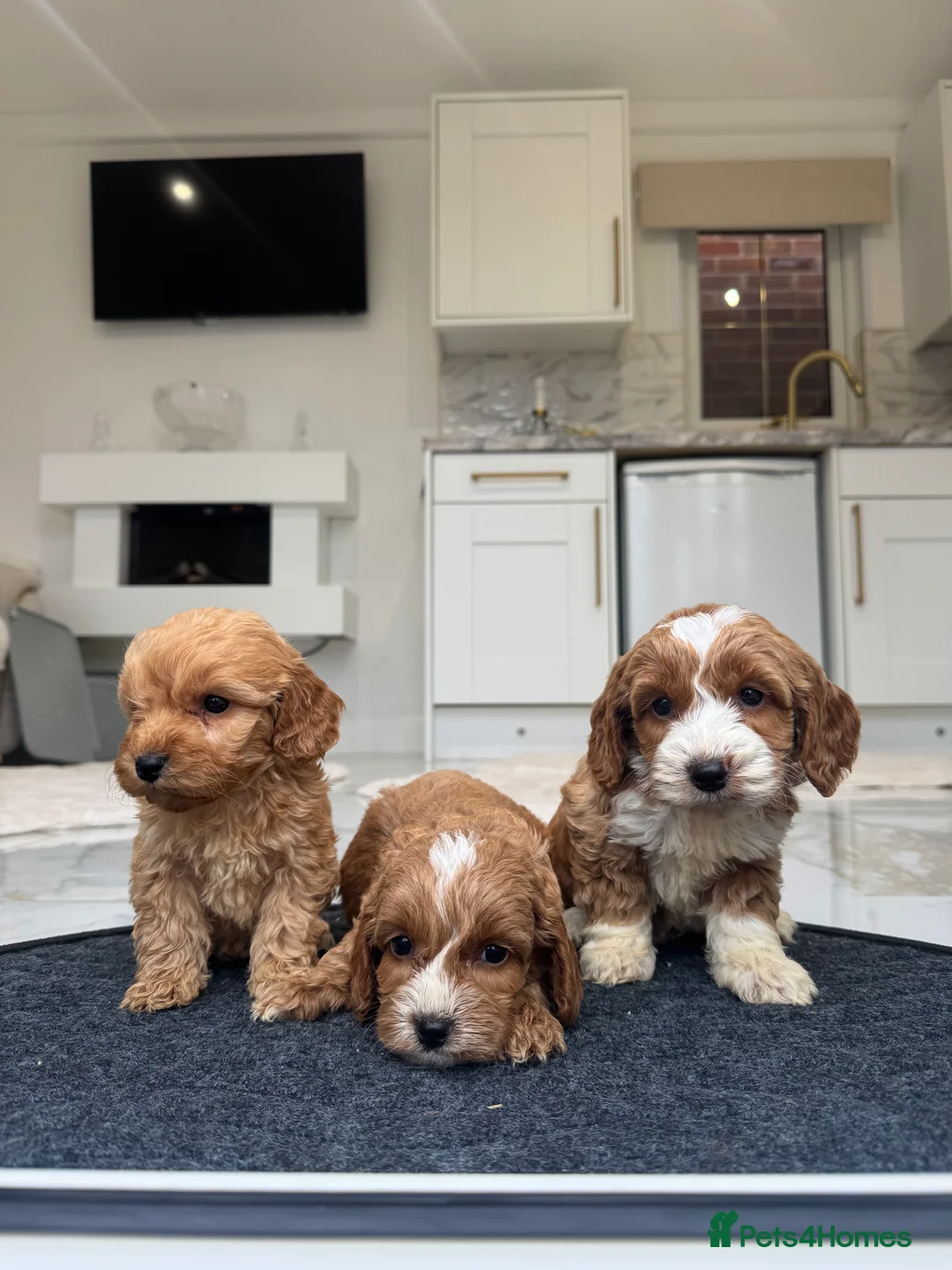 Cockapoo dogs for sale: F1 pra clear Cockapoos (council licensed breeder) - Advert 10