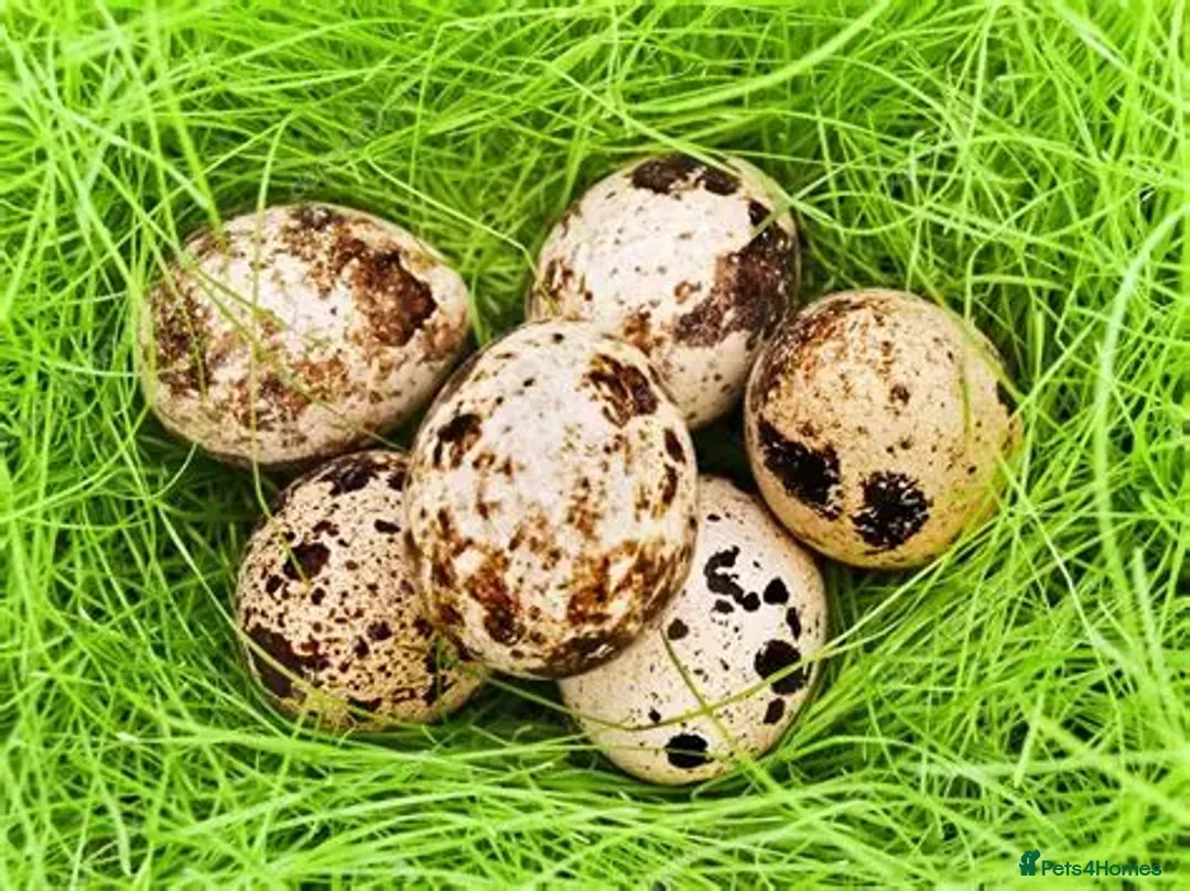 Quail poultry for sale: Jumbo quails different ages and colour for sale - Advert 5