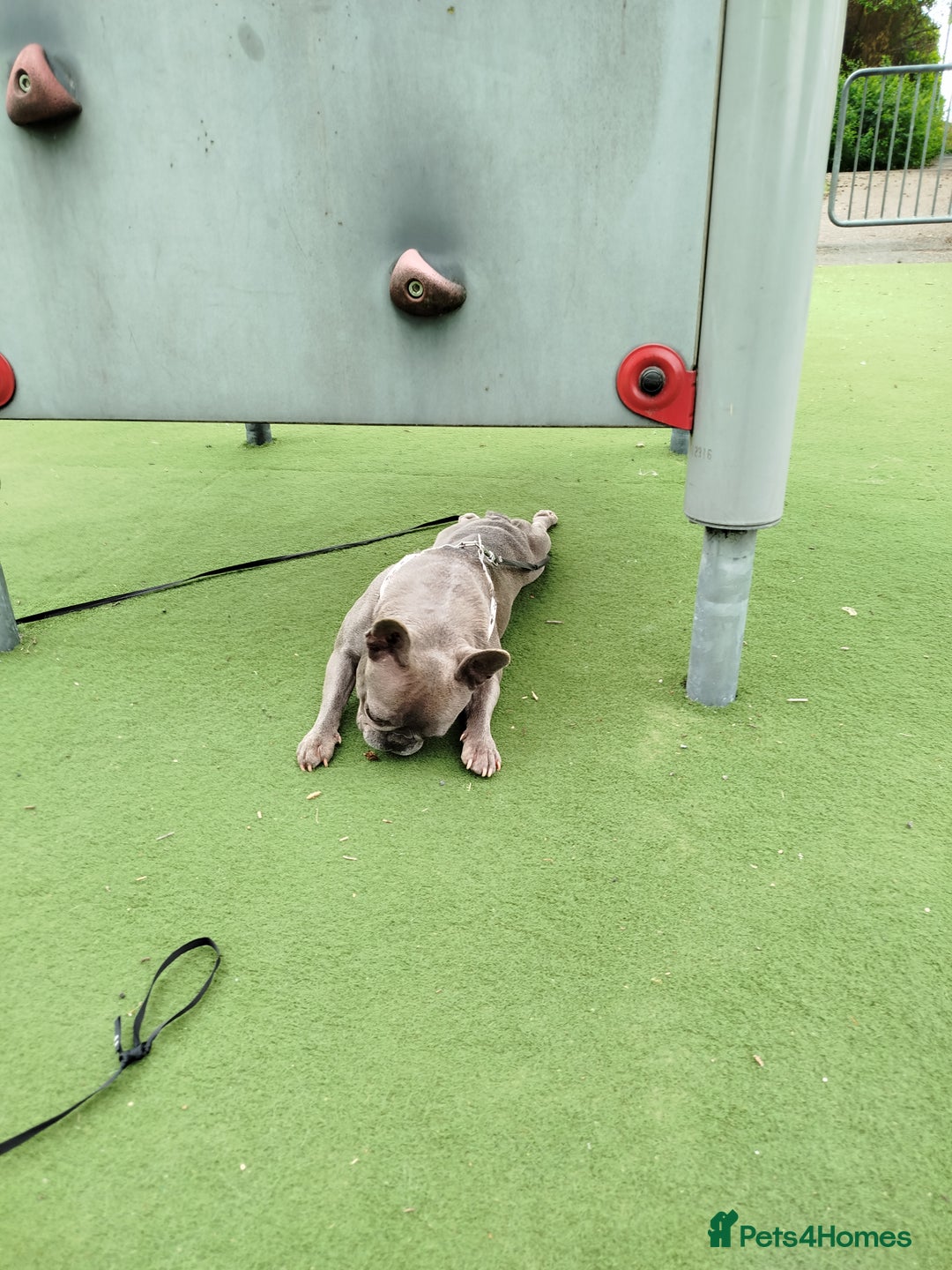 French Bulldog dogs for sale: French Bulldog female blue french 2 years old - Image 2