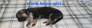 German Shepherd Puppy 1