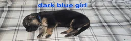 German Shepherd dogs for sale: Beautiful litter of german shepherd puppies  - Advert 5