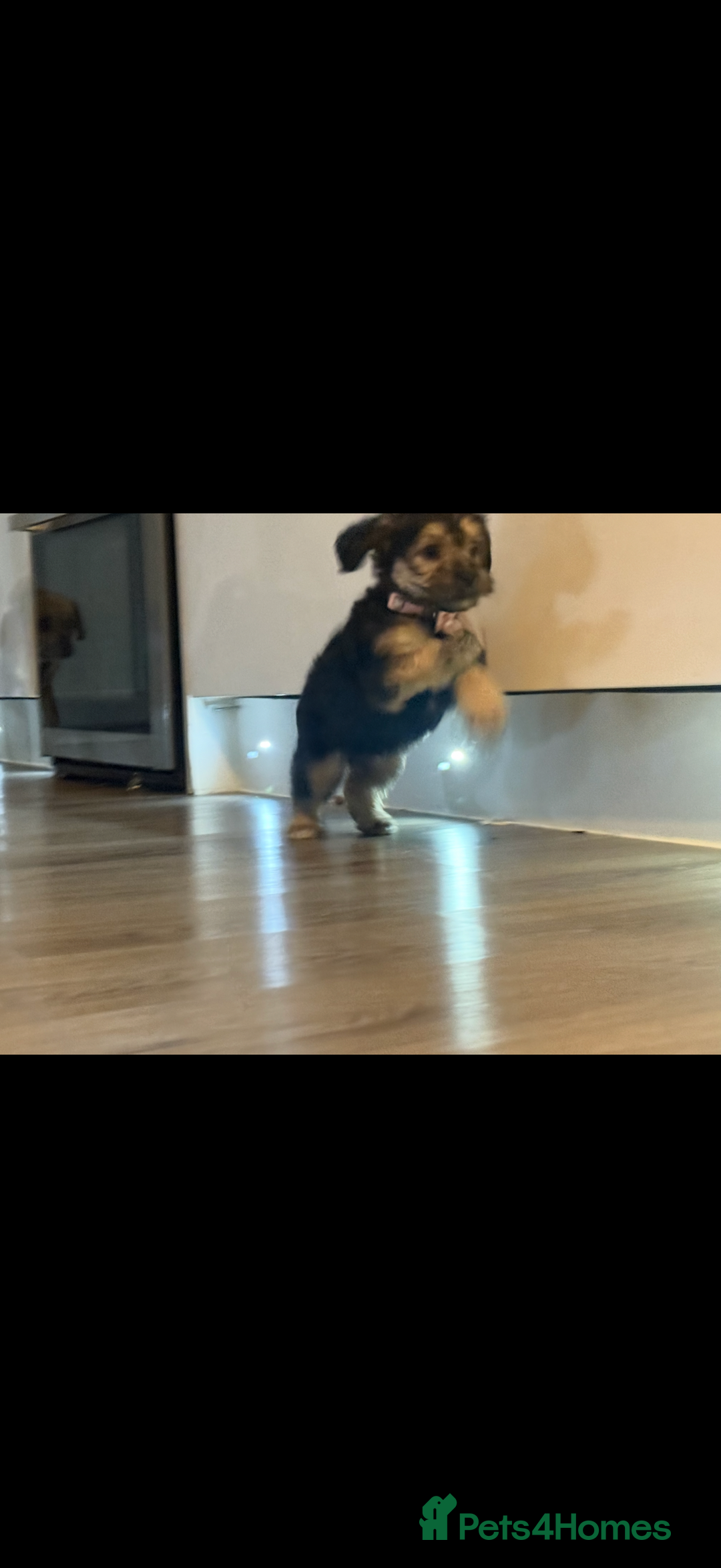Mixed Breed dogs for sale: Shihtzu cross cocapoo (shihpoo) puppies  - Advert 16