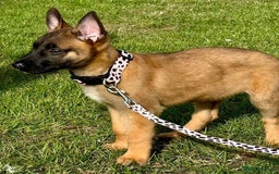 Belgian Shepherd Dog dogs for sale: Belgian Malinois - Image 2