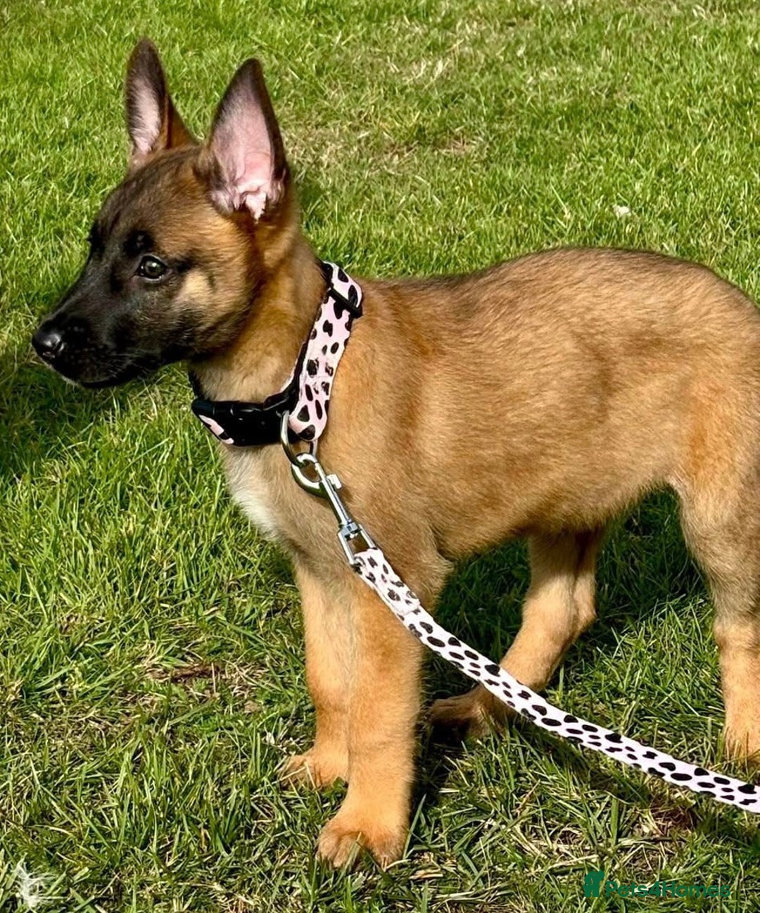 Belgian Shepherd Dog dogs for sale: Belgian Malinois - Image 2