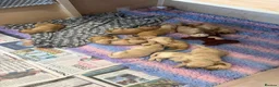 Goldendoodle dogs for sale: Ready to leave this week!! 1 girl left!!!  - Advert 10