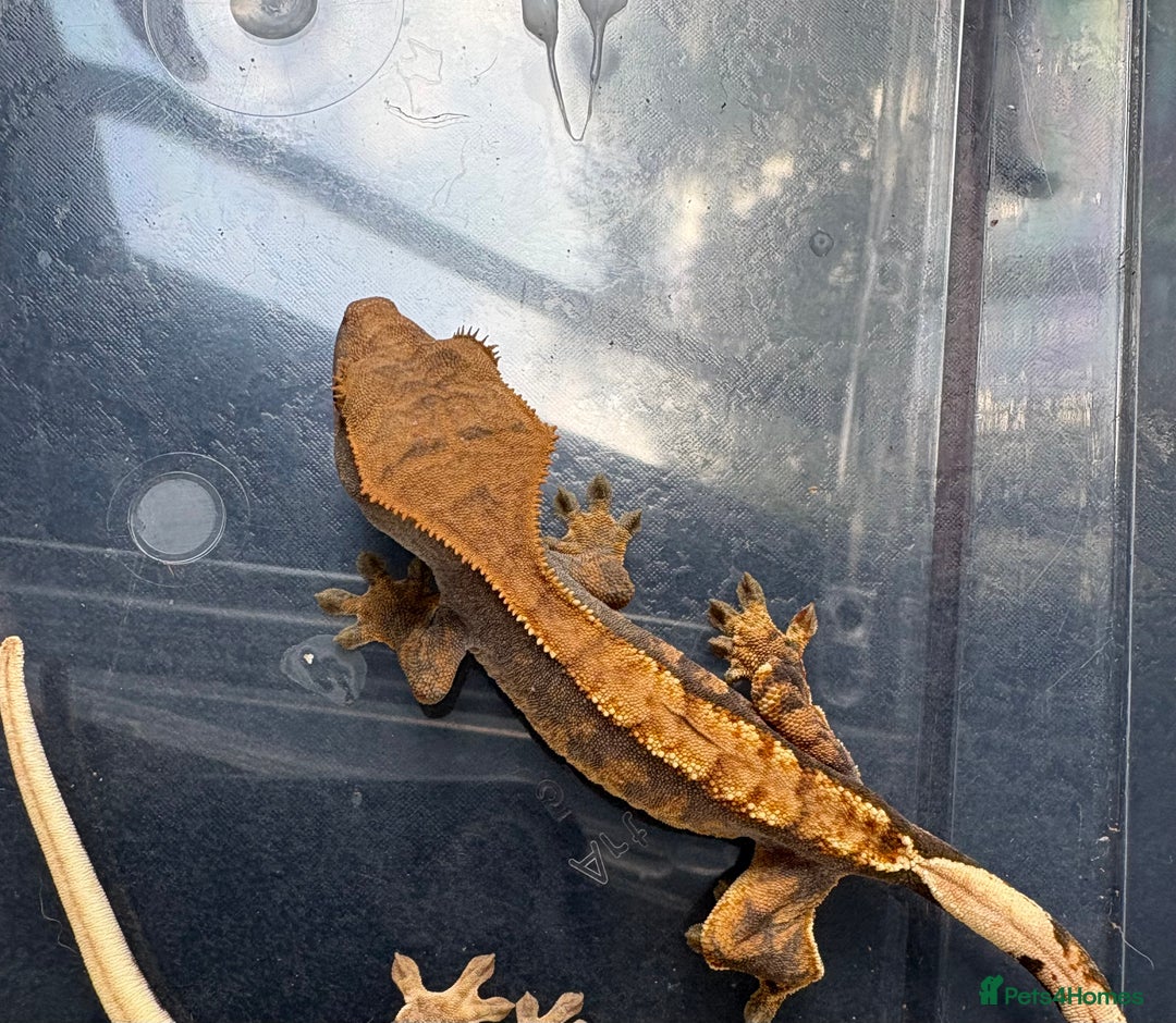 Gecko reptiles for sale: Crested geckos  - Image 5