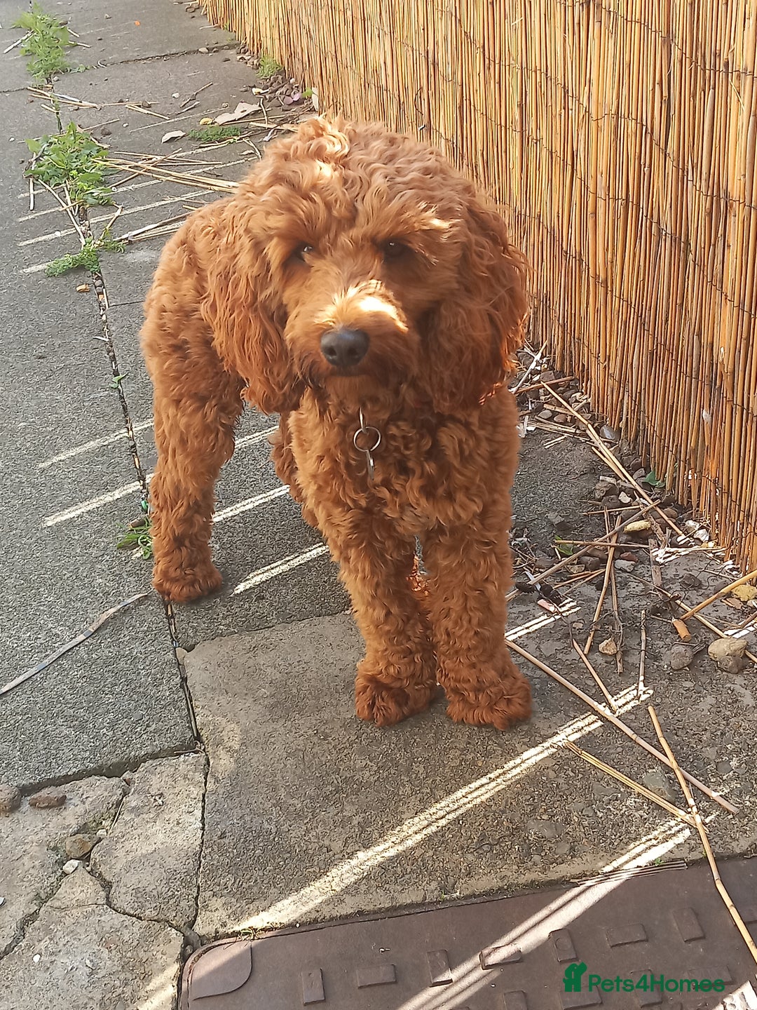 Cockapoo dogs for stud: STUD. F1b toy cockapoo  - Advert 2