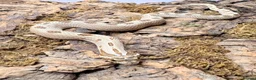 Snake reptiles for sale: Western Hognose  in Westgate-on-Sea - Advert 5