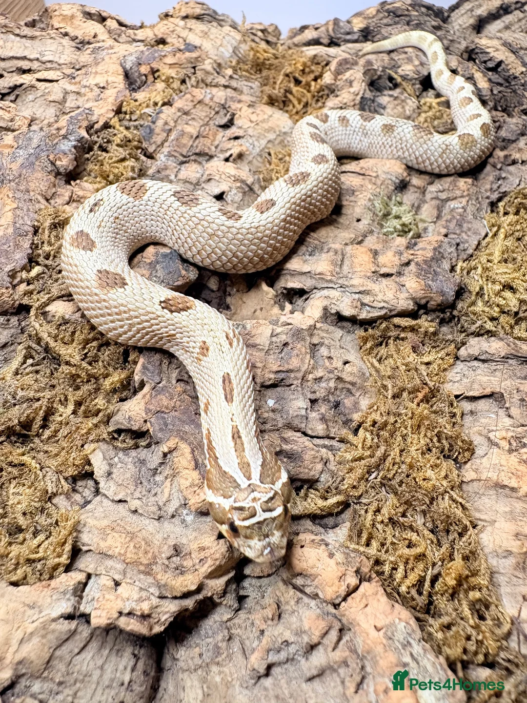 Snake reptiles for sale: Western Hognose  in Westgate-on-Sea - Advert 5