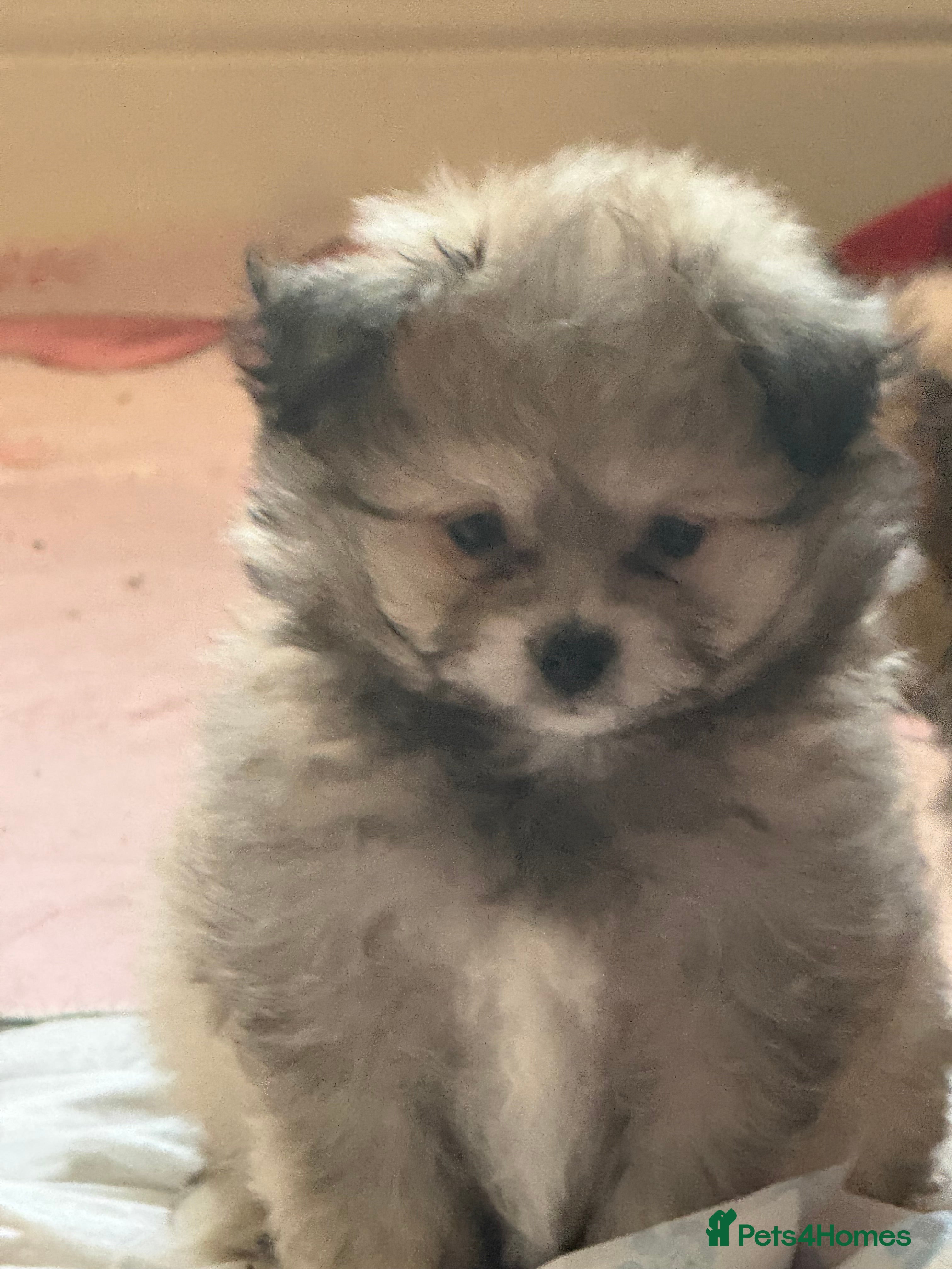 Mixed Breed dogs Pomeranian cross puppies health checked  - Advert 2