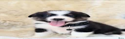 Bernese Mountain Dog dogs for sale: Stunning boy and girls available  - Advert 8